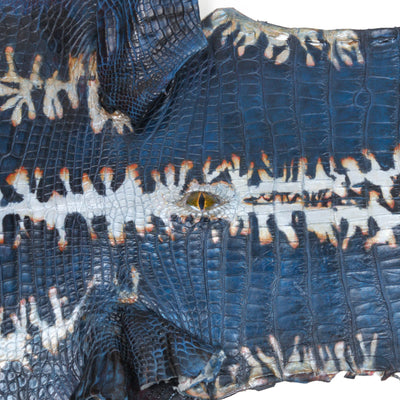 Alligator Eye Art