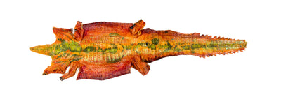Alligator Art