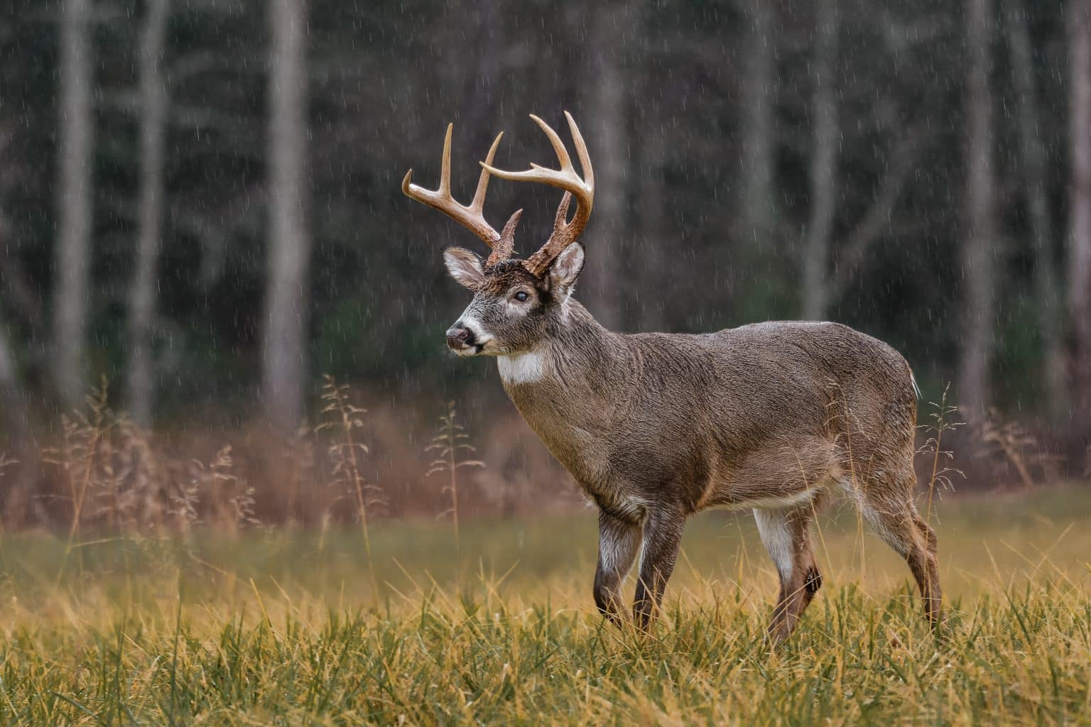 Top 5 places to hunt dear